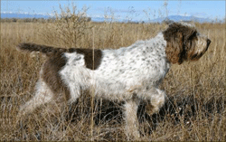 Spinone italiano Spinone italiano