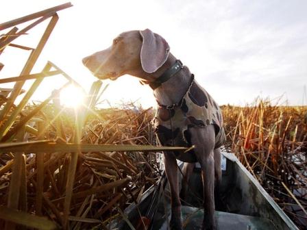 Cani, la Sordità nel cane da caccia
