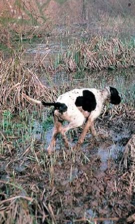 Beccaccia, selvatico misterioro a prova di cane da caccia..
