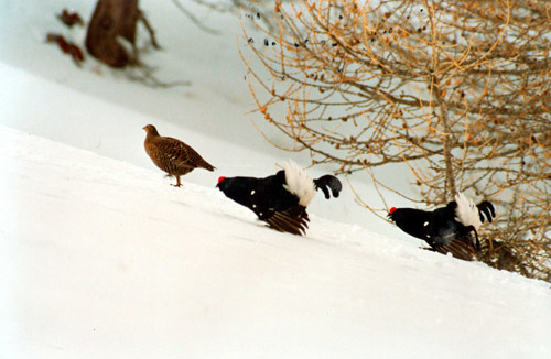Gallo forcello sulla neve Gallo forcello sulla neve