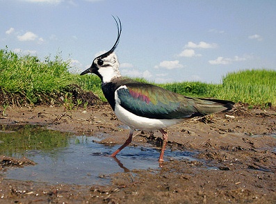 Pavoncella: Caccia alla Pavoncella