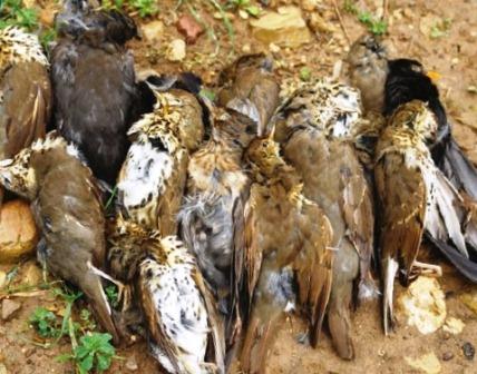 Tordi e merli e colombacci abbattuti durante la caccia alla posta