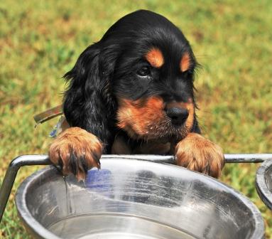 Cani da Caccia e Grande Freddo.. Saper Alimentare correttamente i propri Ausiliari..