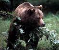 orso-bruno orso-bruno