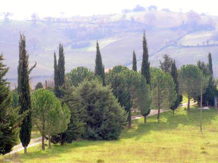 Tutto il divertimento di una giornata di caccia al cinghiale a Scansano, meraviglioso comune toscano tutto verde, meravigliosi paesaggi e ottima cucina.
