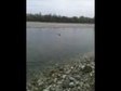 Setter OPPIS—anfibia: in Riporto di Quaglia... dal Fiume!!