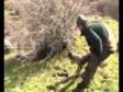 SETTER IN FERMA SU COTURNICE