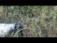Setter in azione su Quaglia selvatica
