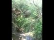 Cani da Caccia per Caccia al Cinghiale