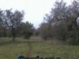 CACCIA AL CONIGLIO IN SARDEGNA