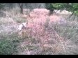 Caccia al fagiano, l'addestramento del cane