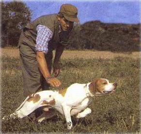addestramento alla ferma del cane da caccia