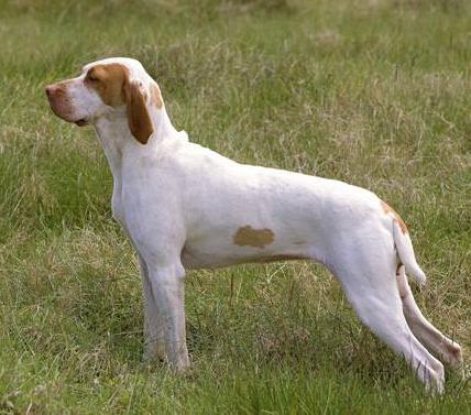 Bracco d'Ariége: cane da cerca, ferma e riporto