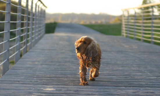 cani da caccia: Cocker spaniel, cane razza da cerca