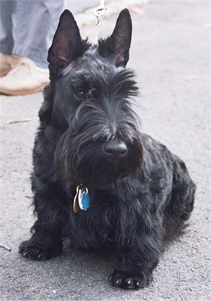 loscottish terrier e' un cane da caccia da tana