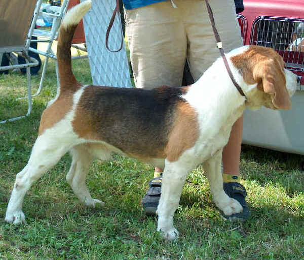 Il BEAGLE e' un cane da seguita la cui razza e' stata selezionata in Inghilterra.
