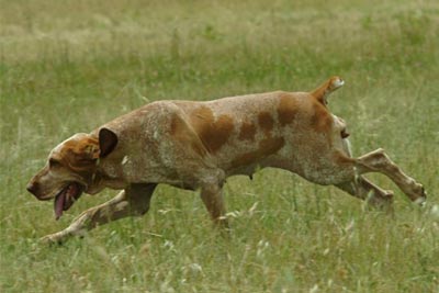 Il BRACCO ITALIANO e' un cane da ferma da caccia