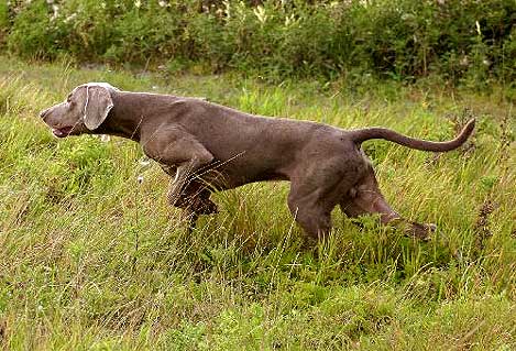 Addestramento cane da caccia