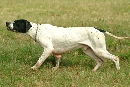 pointer in ferma