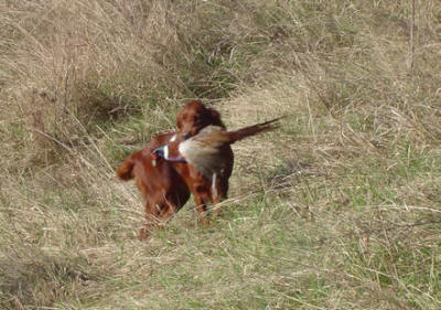 Il SETTER IRLANDESE e' un cane da ferma Inglese