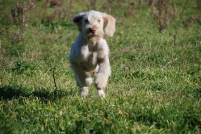 spinone italiano