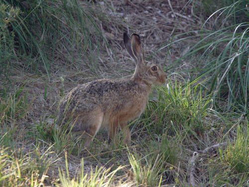 Caccia alla lepre in Sardegna