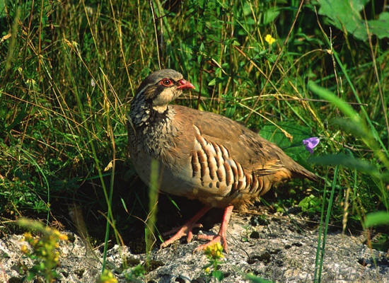 Riserva di caccia di Cegni nell’Alta Valle Staffora: esempio di equilibrio dell’ecosistema