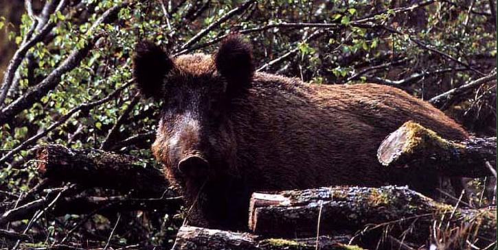 Caccia al cinghiale in Toscana