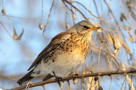 Cesena - turdus pilaris