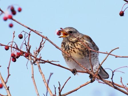 Uccello Cesena - Turdus Pilaris