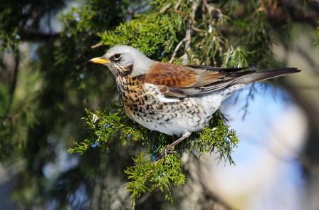 Cesena turdus pilaris