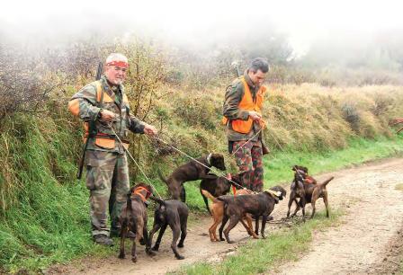 Segugi su Cinghiale