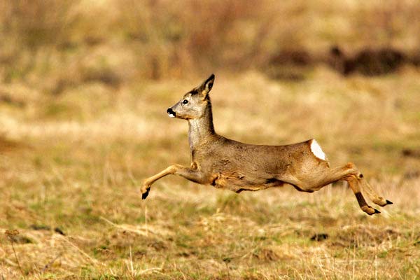 Caccia al Capriolo, mulato un cacciatore mentre da la caccia a un esemplare di capriolo maschio.