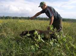 Cani da Caccia: Ecco alcuni consigli per abituare i cani ipersensibili al rumore ad abituarsi a rumori forti.