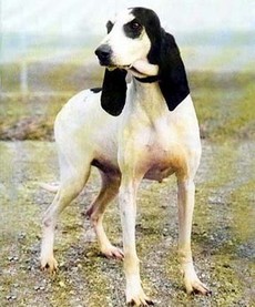 La provincia di viterbo ha vietato l'esercizio venatorio con il cane da seguita per il mese di gennaio 2010