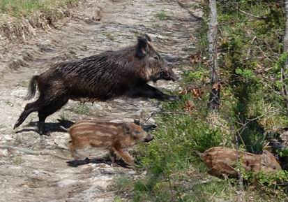 cinghiale