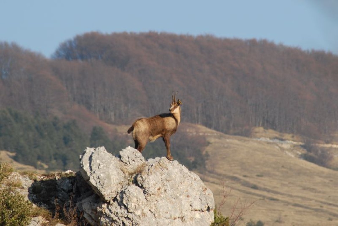 Parco Nazionale abruzzo