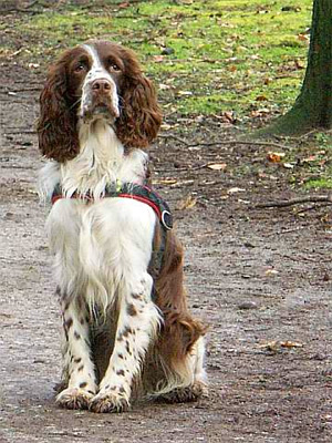 Cani da caccia: punture degli insetti