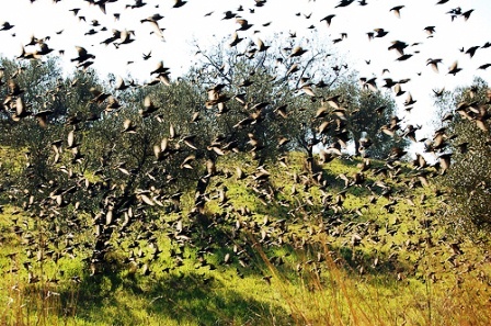 Deroga caccia allo storno in Toscana: unanimità della giunta