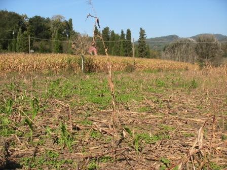 Cinghiali devastano campo di grano a Pomarance