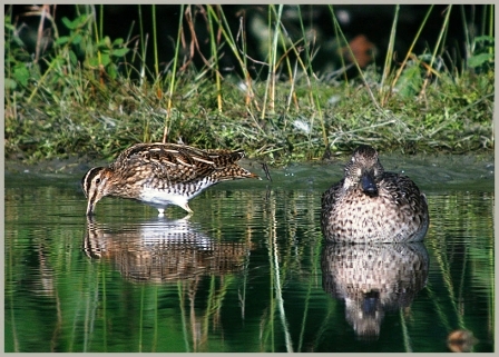 digiscoping e fotografia