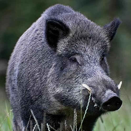 Cinghiale - Sus Scrofa