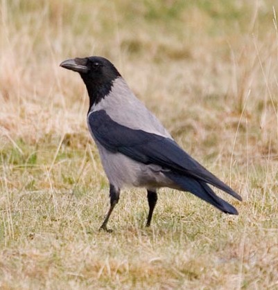 Corvidi