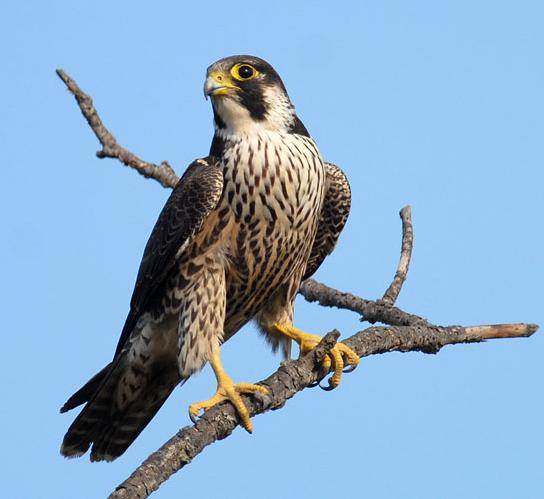 Caccia alle anatre con il Falco Pellegrino