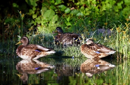 La nuova passione dei cacciatori amanti della natura è il digiscoping