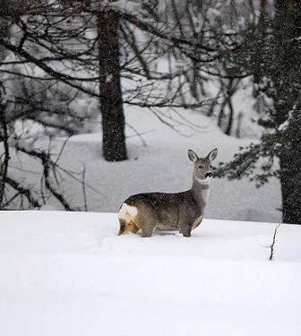 Caccia a Reggio Emilia: Neve, sospesa la caccia in collina e montagna
