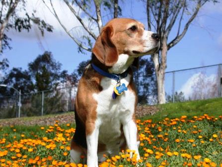 Beagle