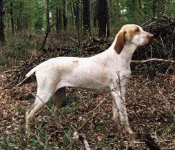 Il Bracco d'Ariége: cerca, ferma e riporto in un solo cane da caccia