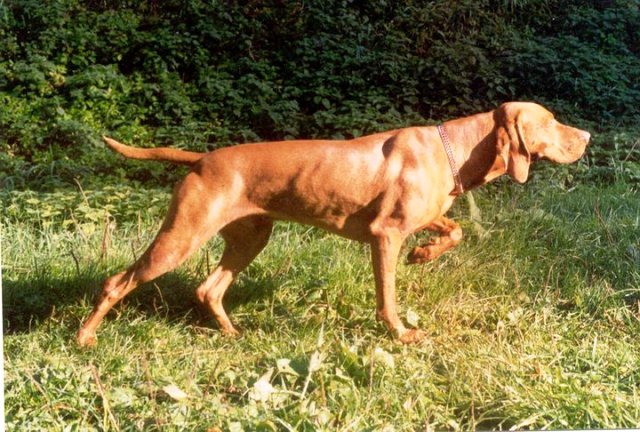 Il Bracco Ungherese a pelo corto o Vizsla è una razza molto antica, per la quale si sono perse le origini.