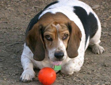 Vaterinaria: Obesità del cane, prevenzione e cura 